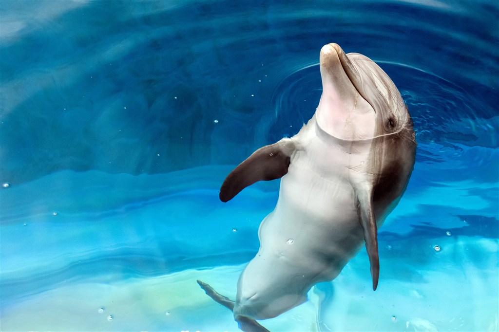 露出水面的海豚高清摄影图片