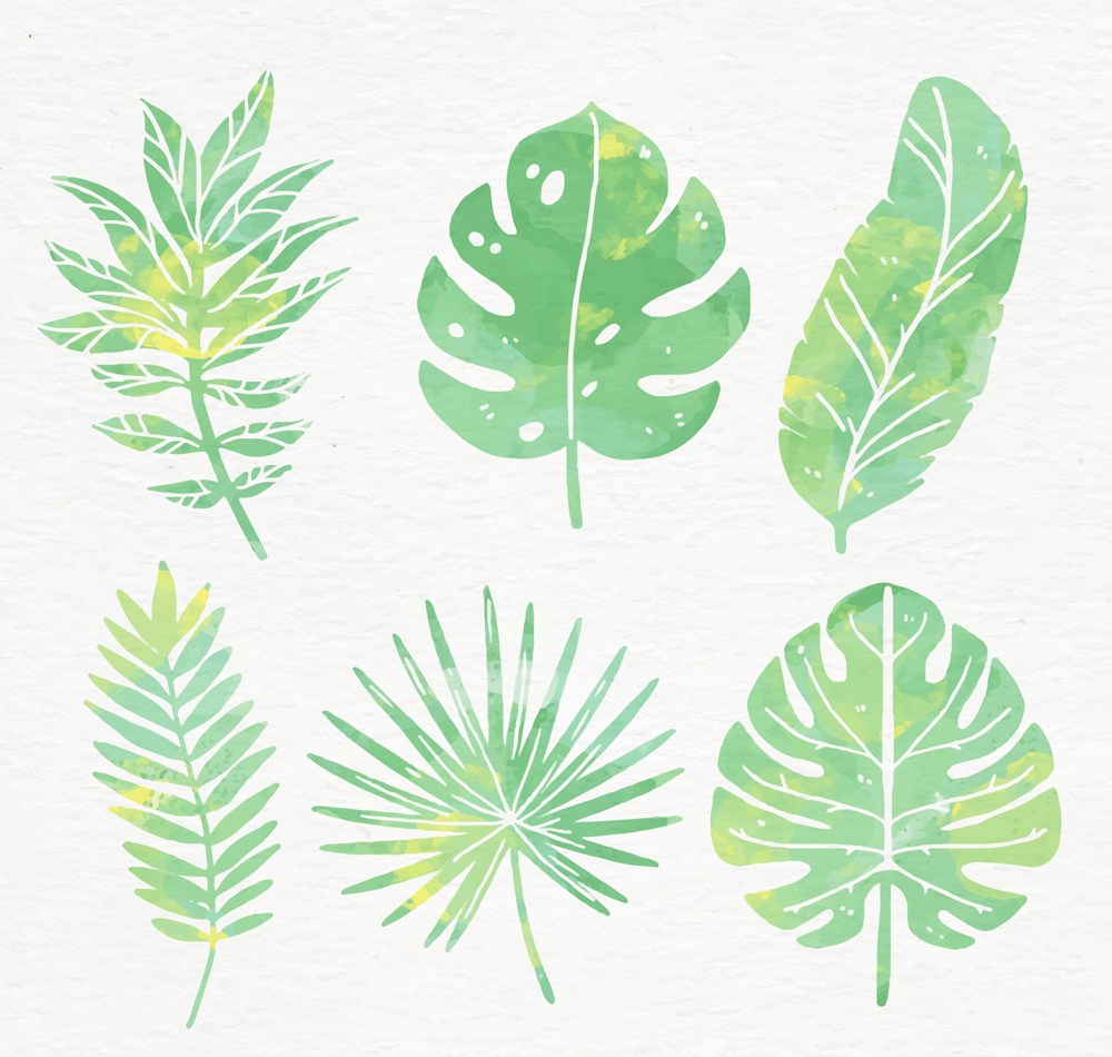 6款水彩绘绿色棕榈树叶矢量图