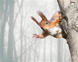 在树枝上探出头来的松鼠 