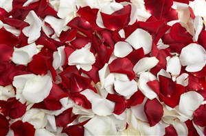 红白玫瑰花花瓣背景