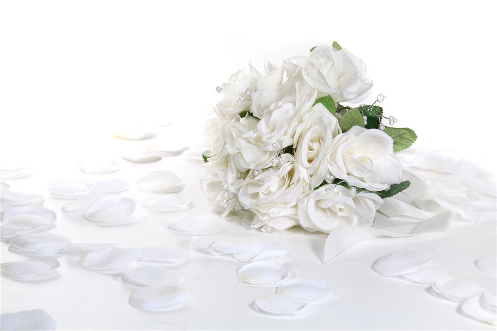 纯洁的白色玫瑰花