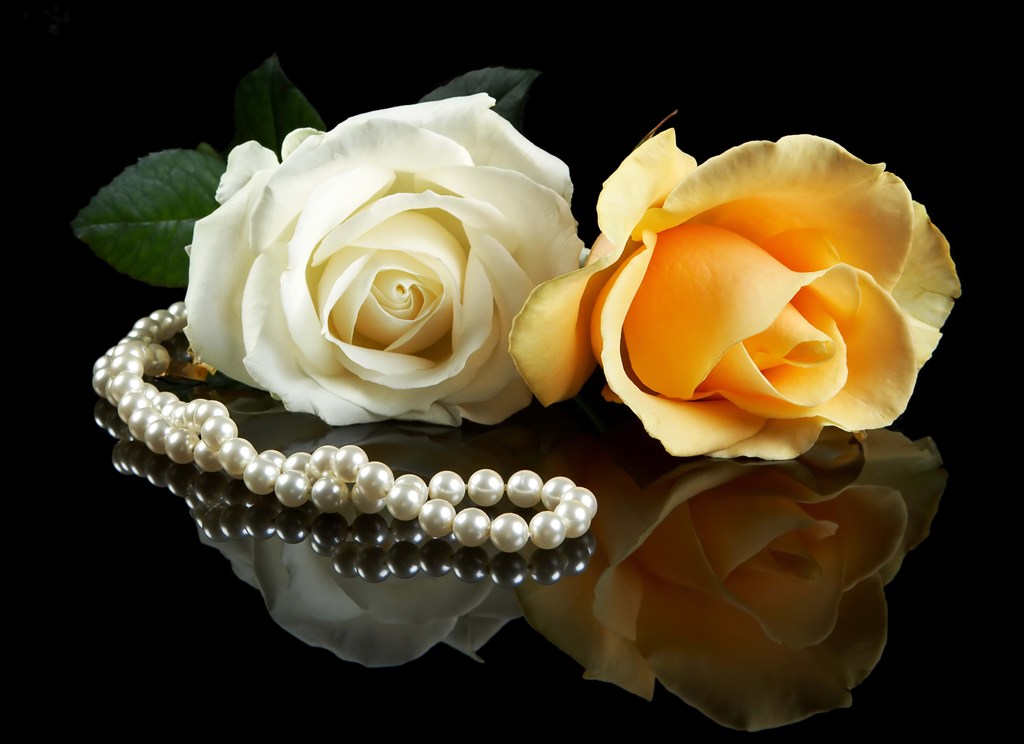 白玫瑰和黄玫瑰