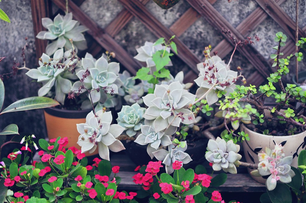 夏天天臺(tái)綠植