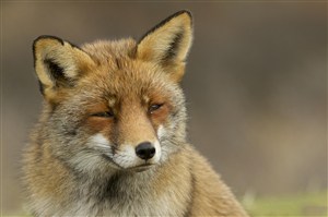 眯眼的小狐狸图片