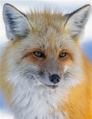 聪明的小狐狸图片
