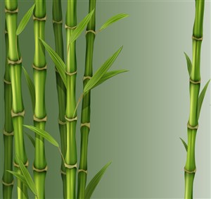 矢量绿色竹子背景