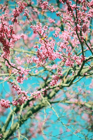 美丽春季花枝图片