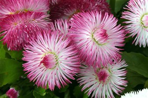 美丽粉色菊花图片