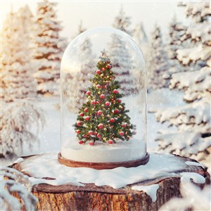 松树林中的圣诞树高清图片