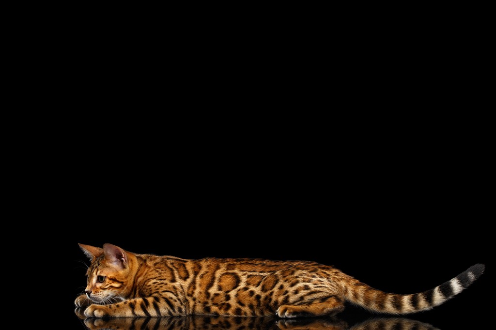 慵懒的趴在地上的豹猫高清摄影
