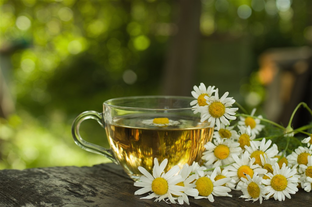 菊花茶高清摄影图片