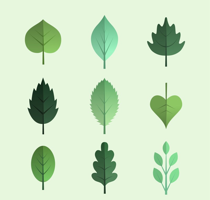 9款绿色树叶设计矢量素材