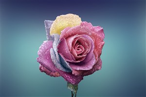 七彩玫瑰花素材