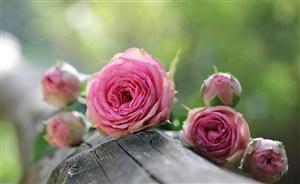 美丽玫瑰花素材