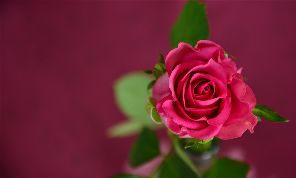 美丽玫瑰花素材